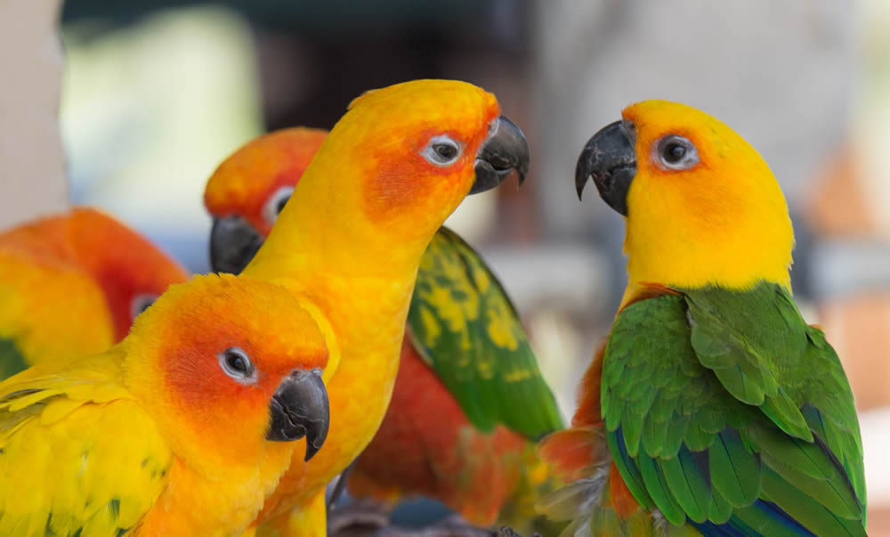 10 Friendly Bird Species Make Fantastic Pets | eBirdSeed ...